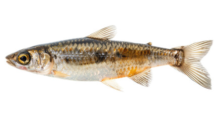 Fototapeta premium Isolated View Of A European Chub (Squalius Cephalus) Against A Black Backdrop. Aquatic Wildlife Concept.