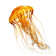 Golden Jellyfish On White or transparent Background. Oceanic Creature.