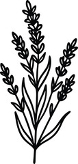 Elegant Lavender Floral Line Art Botanical Illustration of Delicate Lavender Flowers