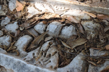 Nature eats architecture