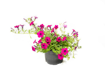 Magenta Petunias in a Black Pot Isolated on White Background