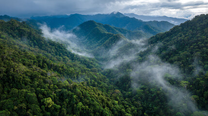 Foggy Canopy View In New Guinea Rainforest Mountains, Ideal For Geography Content And Highland Ecology Themes