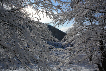 snow covered trees