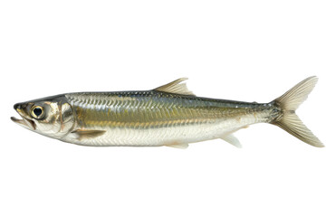 Fototapeta premium American Shad Isolated On White or transparent. Seafood Delicacy And Nutritional Food Resource.
