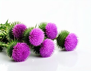 Vibrant Purple Thistle Flowers Close Up Studio Shot Botanical
