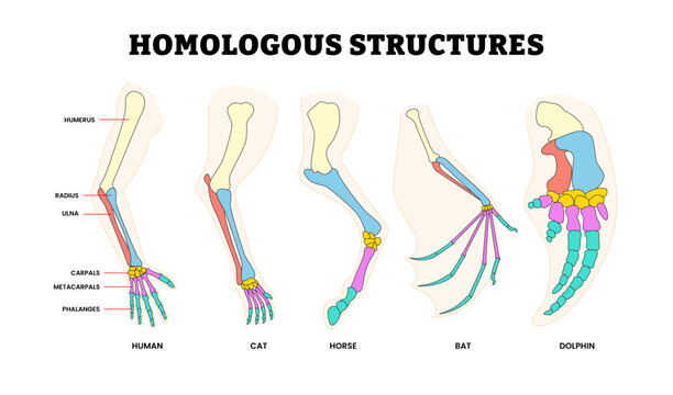Different Types Homologous Structure Bone Skeleton Anatomy, Educational Biology Poster Design Healthcare Scheme, Bat, Cat, Dolphin, Horse, Human.Humerus, Radius, Ulna, Carpals, Metacarpals, Phalanges.