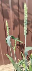 Green ears of wheat