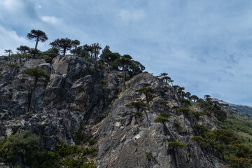 Araucaria araucana trees growing on rocky mountainside under cloudy sky in Patagonia. Neuquen, Argentina