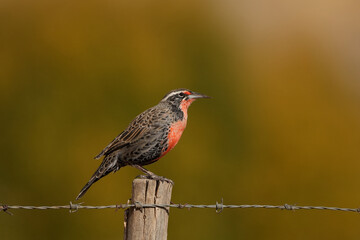 Loica, Patagonian bird with vibrant plumage perched on a barbed wire pole