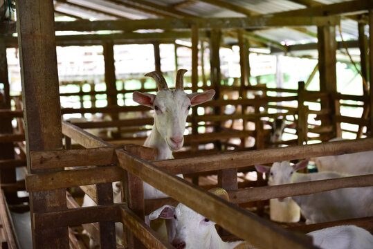 Modern Goat Pen Interior with White Goats on Wooden Slatted Flooring - well-structured wooden goat pen housing several white goats in a modern livestock barn.