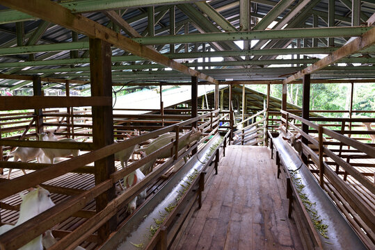 Modern Goat Pen Interior with White Goats on Wooden Slatted Flooring.