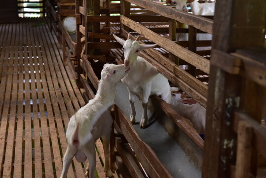 Modern Goat Pen Interior with White Goats on Wooden Slatted Flooring - well-structured wooden goat pen housing several white goats in a modern livestock barn.