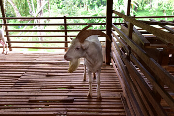 Modern Goat Pen Interior with White Goats on Wooden Slatted Flooring