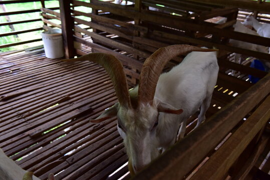 Modern Goat Pen Interior with White Goats on Wooden Slatted Flooring - well-structured wooden goat pen housing several white goats in a modern livestock barn.