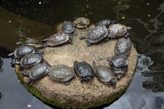 Group of Turtles Resting on Rock in Pond - A cluster of turtles basking on a flat rock surrounded by water, captured in a natural pond environment