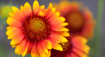 Bright orange and yellow (Echinacea purpurea Parrot) flowers blooming in a garden during summer showcasing vibrant petals against a blurred background