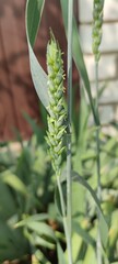 Green ears of wheat close-up