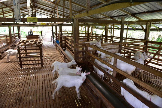 Modern Goat Pen Interior with White Goats on Wooden Slatted Flooring - wooden slats for ventilation and hygiene, and features separate enclosures for managing different groups of goats.