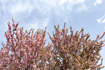 beautiful cherry blossom crowns in full bloom under a pastel blue sky. serene spring landscape with...