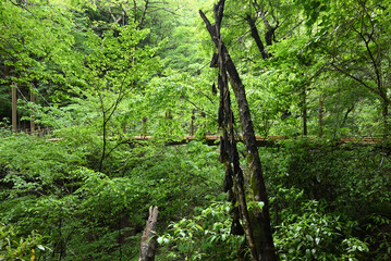 Climbing Mt. Takao, Tokyo, Japan