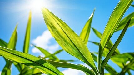 Obraz premium Bright green leaves of a plant under a clear blue sky with sunlight shining through