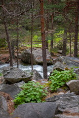 Forest and Iskar river in Rila mountain, Bulgaria