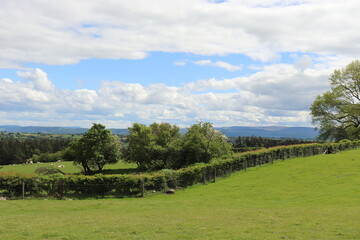 Hergest ridge in the UK