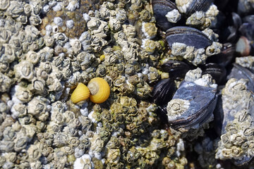 GR 34 le sentier des douaniers en Bretagne en France : portrait de la faune marine et aviaire