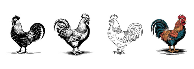 set of farm rooster and cockerel sketch vector illustrations, poultry and agricultural 
