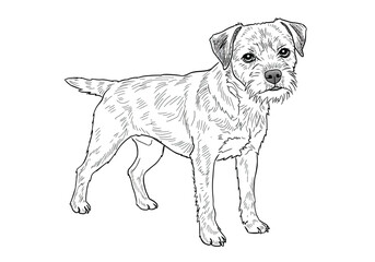 Border terrier drawing. It is a black and white outline image of a Border Terrier dog, a loyal and scruffy canine breed. Vector sketch line art draw.