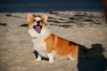 Portrait of welsh corgi pembroke puppy playing with branch on the beach