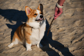 Portrait of welsh corgi pembroke puppy playing with branch on the beach