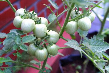 close up photo of green tomatoes
