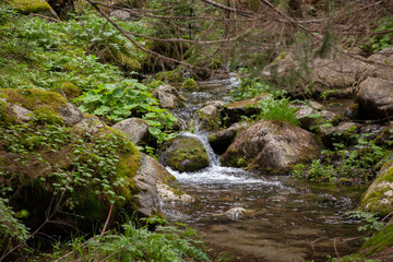 Forest and Iskar river in Rila mountain, Bulgaria