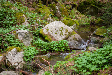 Forest and Iskar river in Rila mountain, Bulgaria