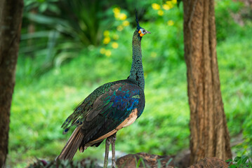 Peacocks forage in the lush green forest during the rainy season..