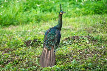 Peacocks forage in the lush green forest during the rainy season..