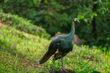 Peacocks forage in the lush green forest during the rainy season..