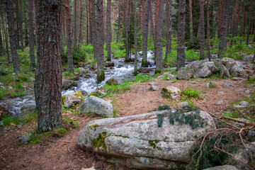 Forest and Iskar river in Rila mountain, Bulgaria