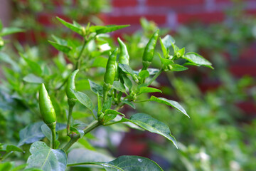 close up photo of cayenne pepper
