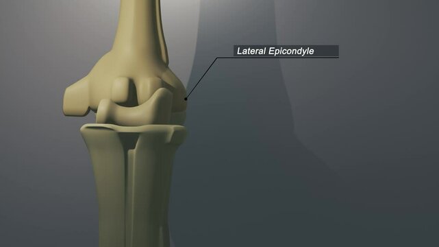 Cinematic Elbow Bone - Lateral Epicondyle

No AI was used in the making of this clip. Clip rendered in Blender and After Effects.