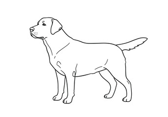 Labrador dog drawing. It is a black and white outline image of a Labrador Retriever, a friendly and loyal canine breed. Vector sketch line art draw.