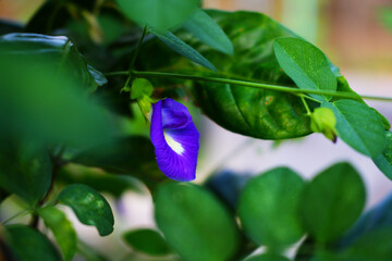 close up photo of purple butterfly pea flower