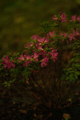flowers in the garden