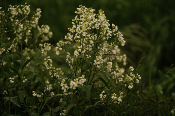 white flowers in the garden
