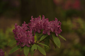 close up of pink flowers