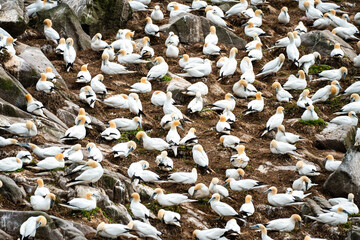 Massive Basstölpelkolonie auf den Klippen von Saltee Island