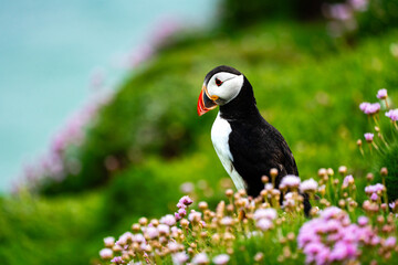 Papageientaucher im Blütenmeer auf Saltee Island  Profilansicht