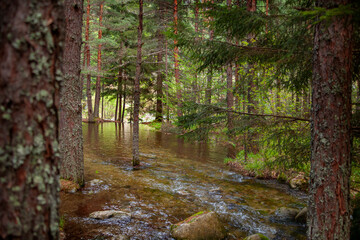 Forest and Iskar river in Rila mountain, Bulgaria