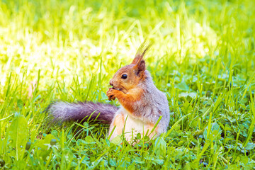 Cute European red squirrel gnaws nuts in the grass.